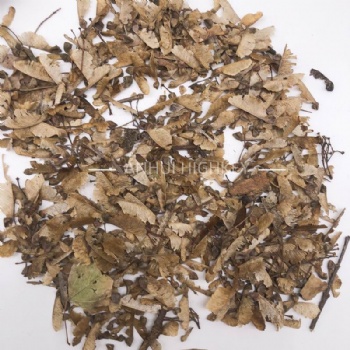 Acer Buergerianum Seed