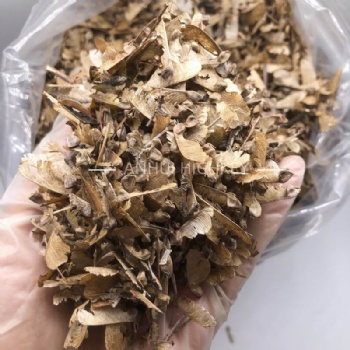 Acer Buergerianum Seed