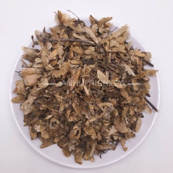 Acer Buergerianum Seed