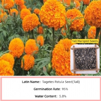 Marigold Seeds