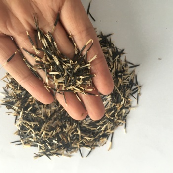 Marigold Seeds