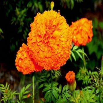 Marigold Seeds