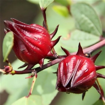 Roselle Seed