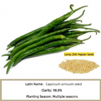 Long Chili Pepper Seed