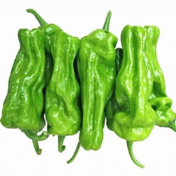Green Pepper Seed