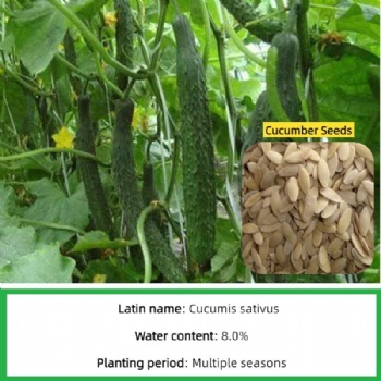 Cucumber Seeds
