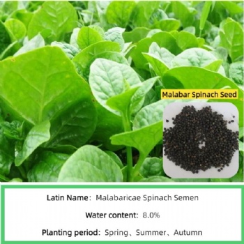 Malabar Spinach Seed