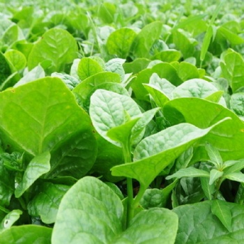 Malabar Spinach Seed