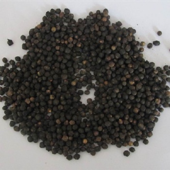Malabar Spinach Seed