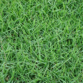 Bermuda Grass Seed