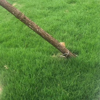 Bermuda Grass Seed