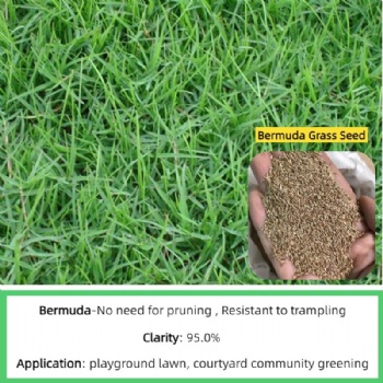 Bermuda Grass Seed