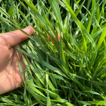 Zoysia Seeds
