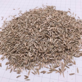 Zoysia Seeds