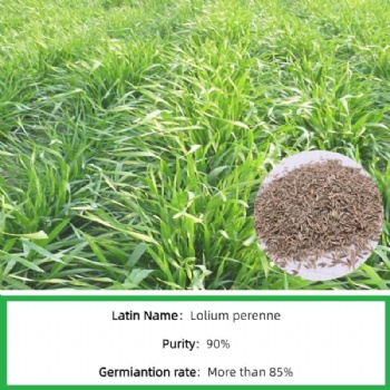 Zoysia Seeds
