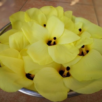 Abelmoschus Manihot Seed