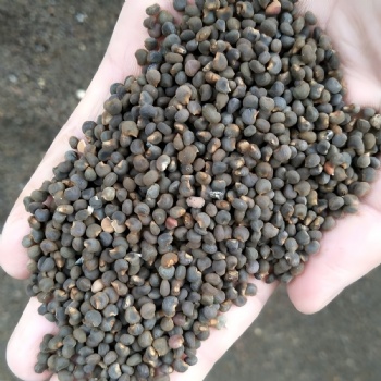 Abelmoschus Manihot Seed