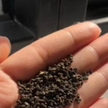 Delphinium Seeds