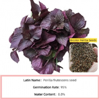 Bicolor Perilla Seeds