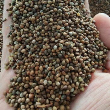 Bicolor Perilla Seeds
