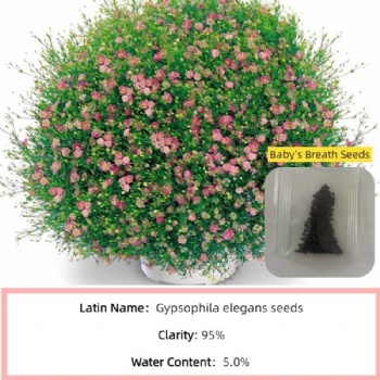 Baby's Breath Seed