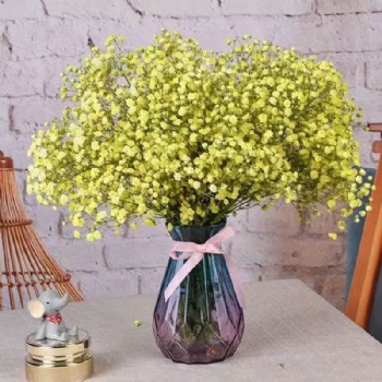 Baby's Breath Seed