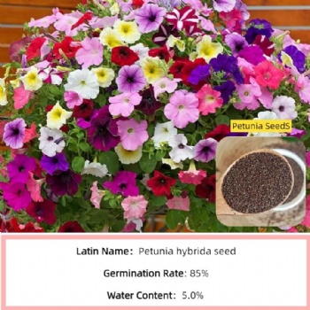 Petunia Seeds