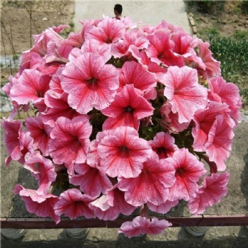 Petunia Seeds