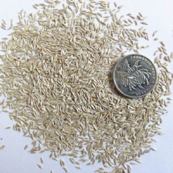 Leaf Lettuce Seed