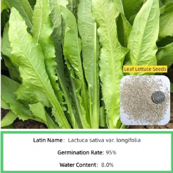 Leaf Lettuce Seed