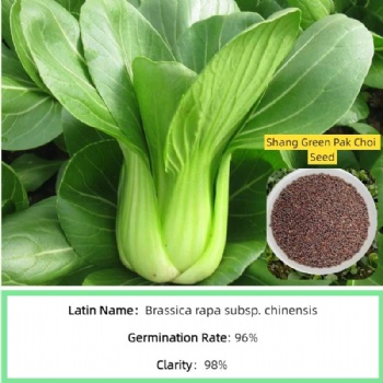 Green Color Cabbage Leafy