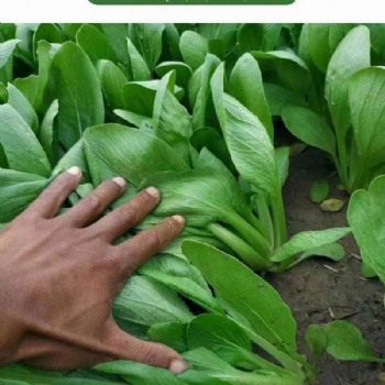 Green Color Cabbage Leafy