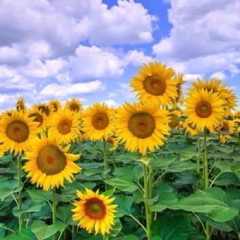 Tall Sunflower Seed