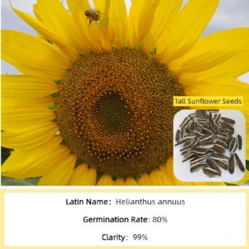 Tall Sunflower Seed