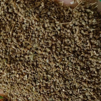 Celery Seed