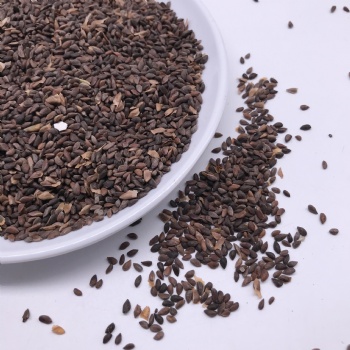 Asperata Seeds