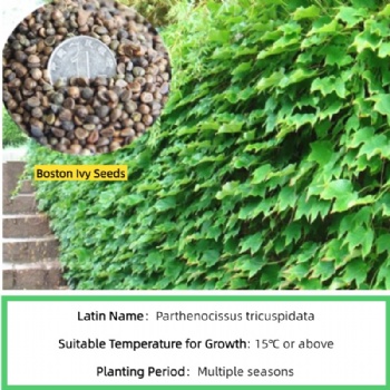 Ivy Seed