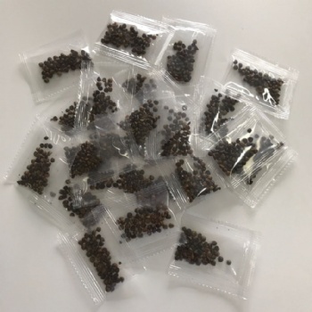 Ivy Seed