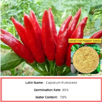 Small Hot Pepper Seed