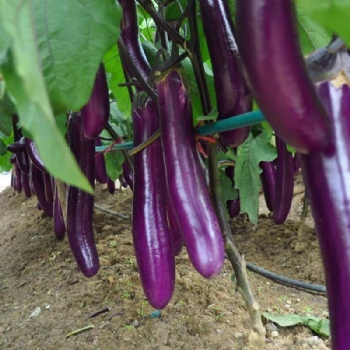 Dark Purple Eggplant Seed
