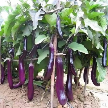 Dark Purple Eggplant Seed