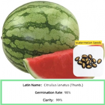 Watermelon Seed