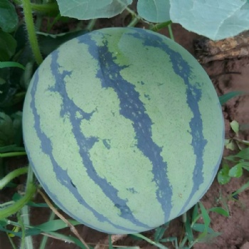 Watermelon Seed