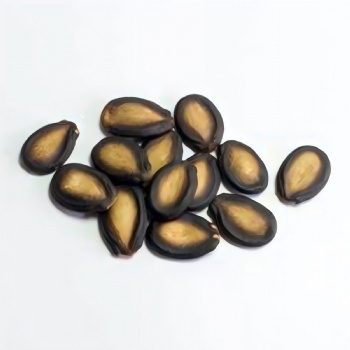 Watermelon Seed