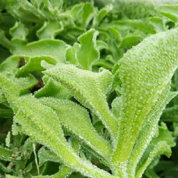 Iceberg Seeds