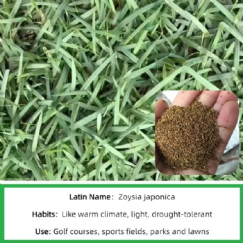 Zoysia Seeds
