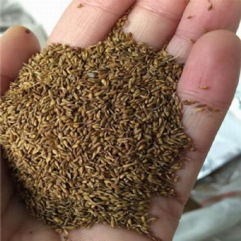 Zoysia Seeds