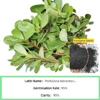 Purslane Seeds