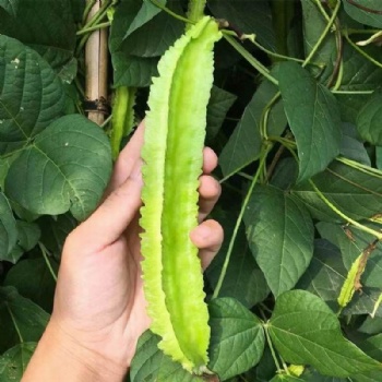 Winged Bean Seed