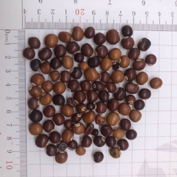 Winged Bean Seed